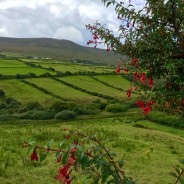 Dawdling Around Dingle